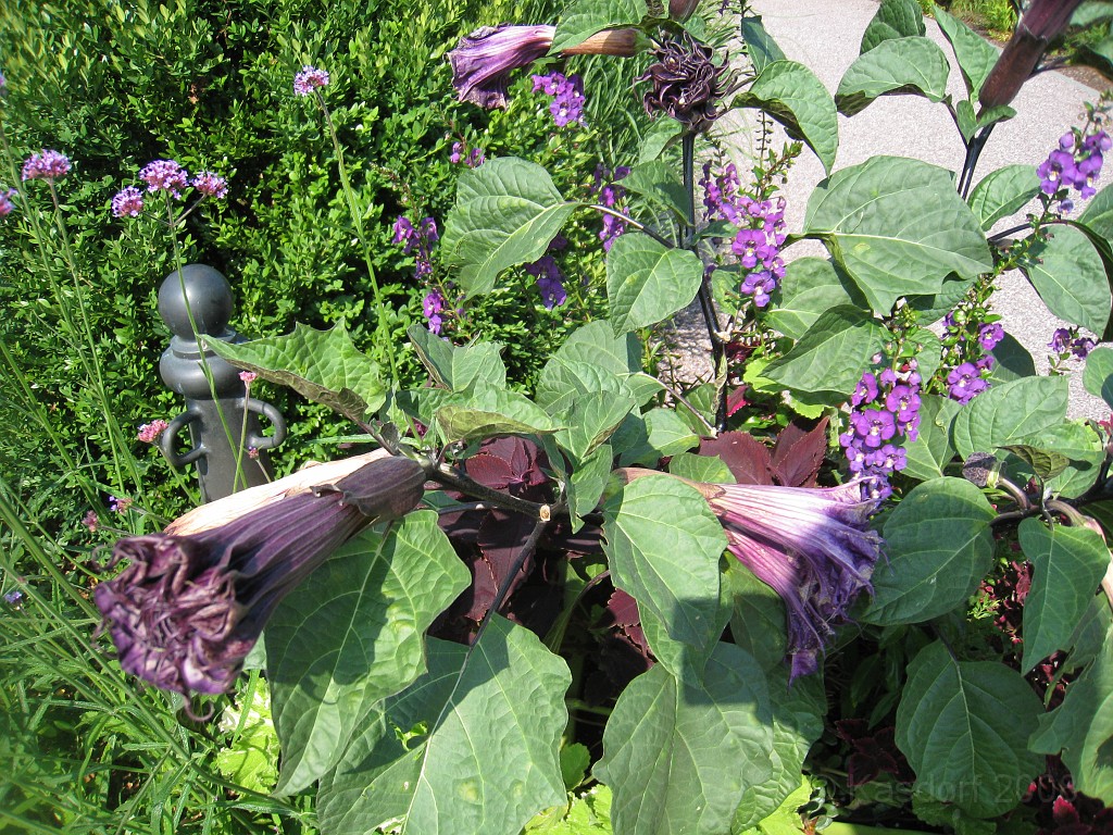 Wash DC 2009 4245.jpg - A 4th of July trip to Washington DC in 2009 to see the museums, memorials and fireworks.